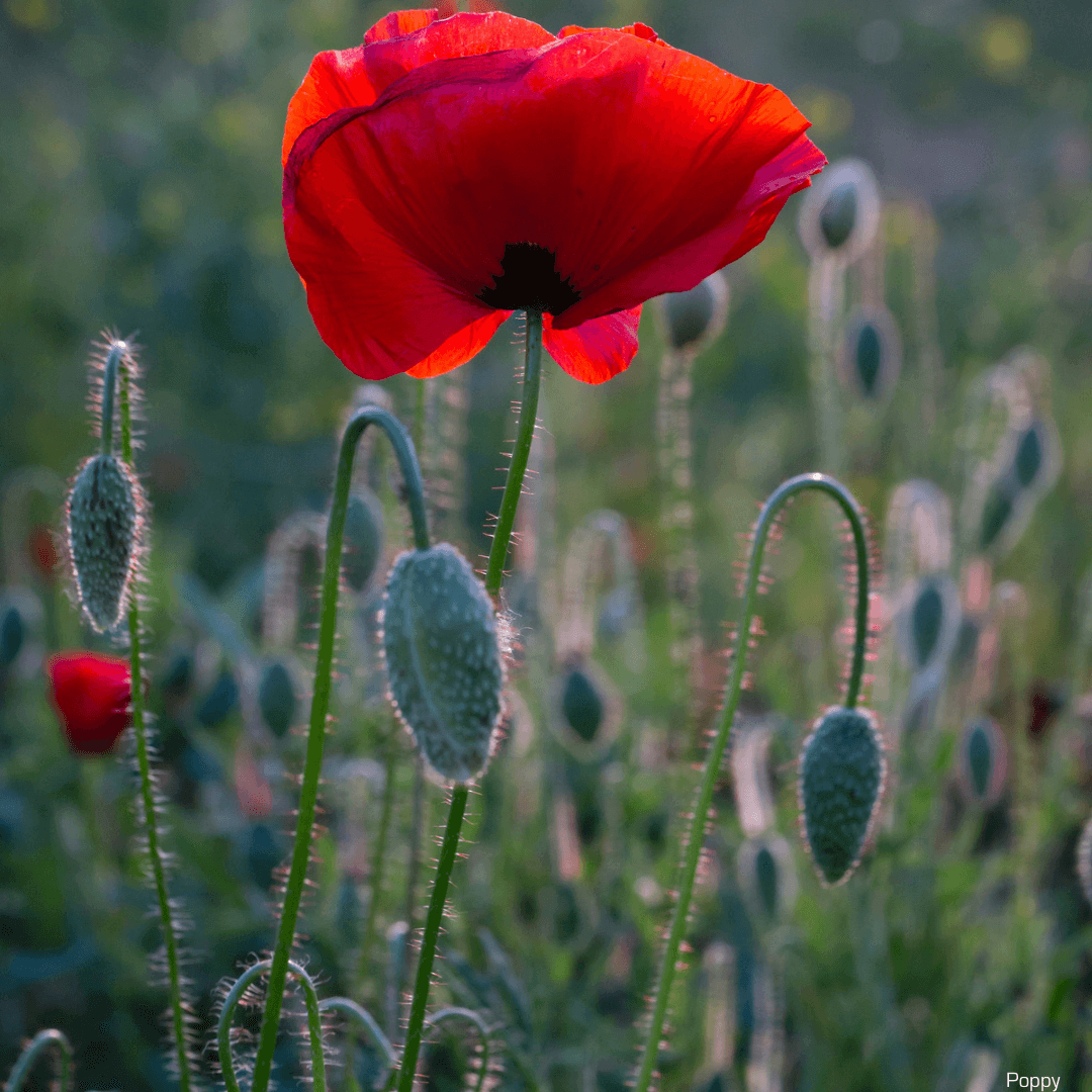 picture of a poppy