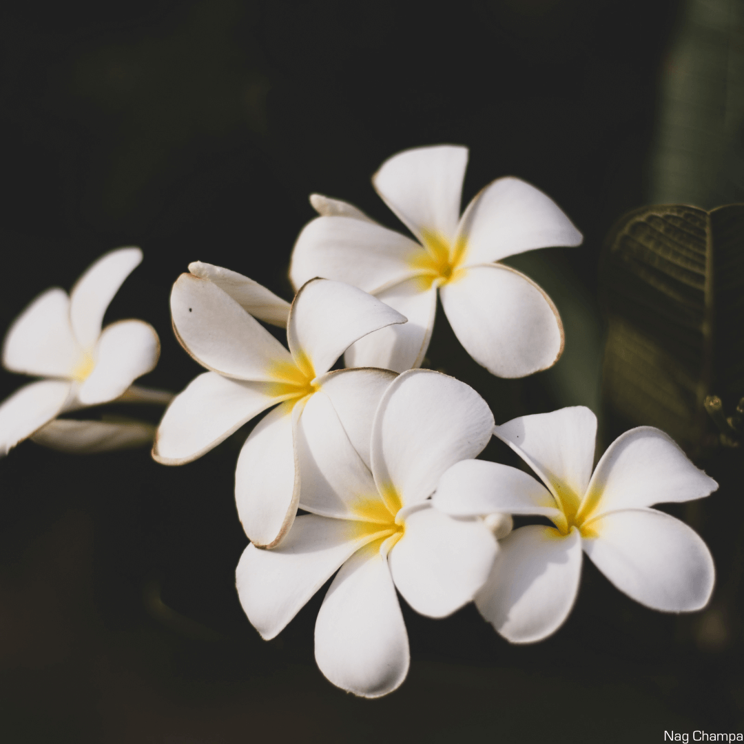 nagchampa flower