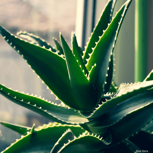 A picture of an aloe vera plant