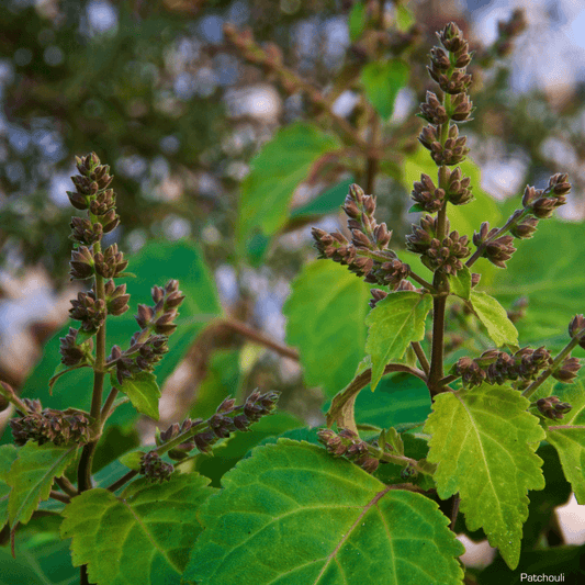 Patchouly leaves