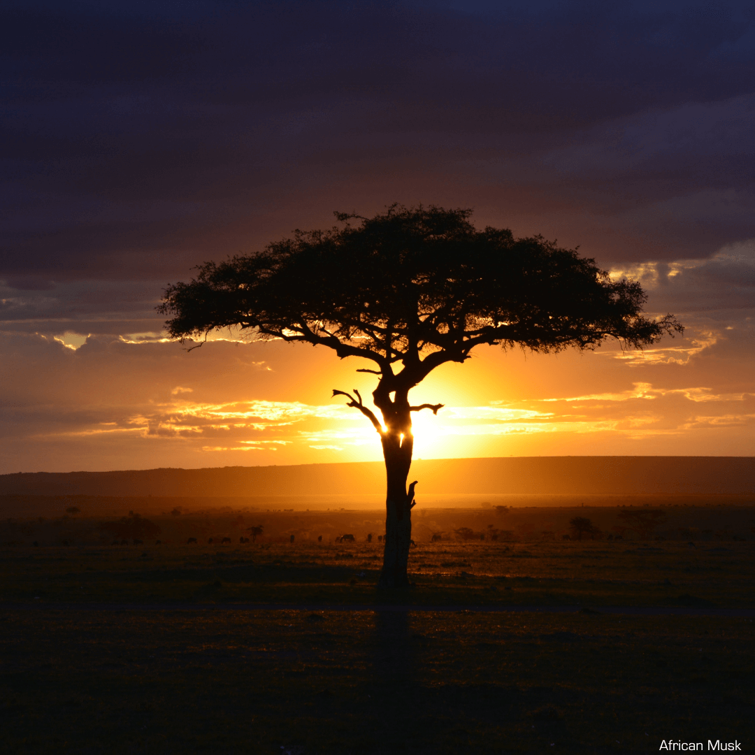 Picture of a tree with the sun in the background